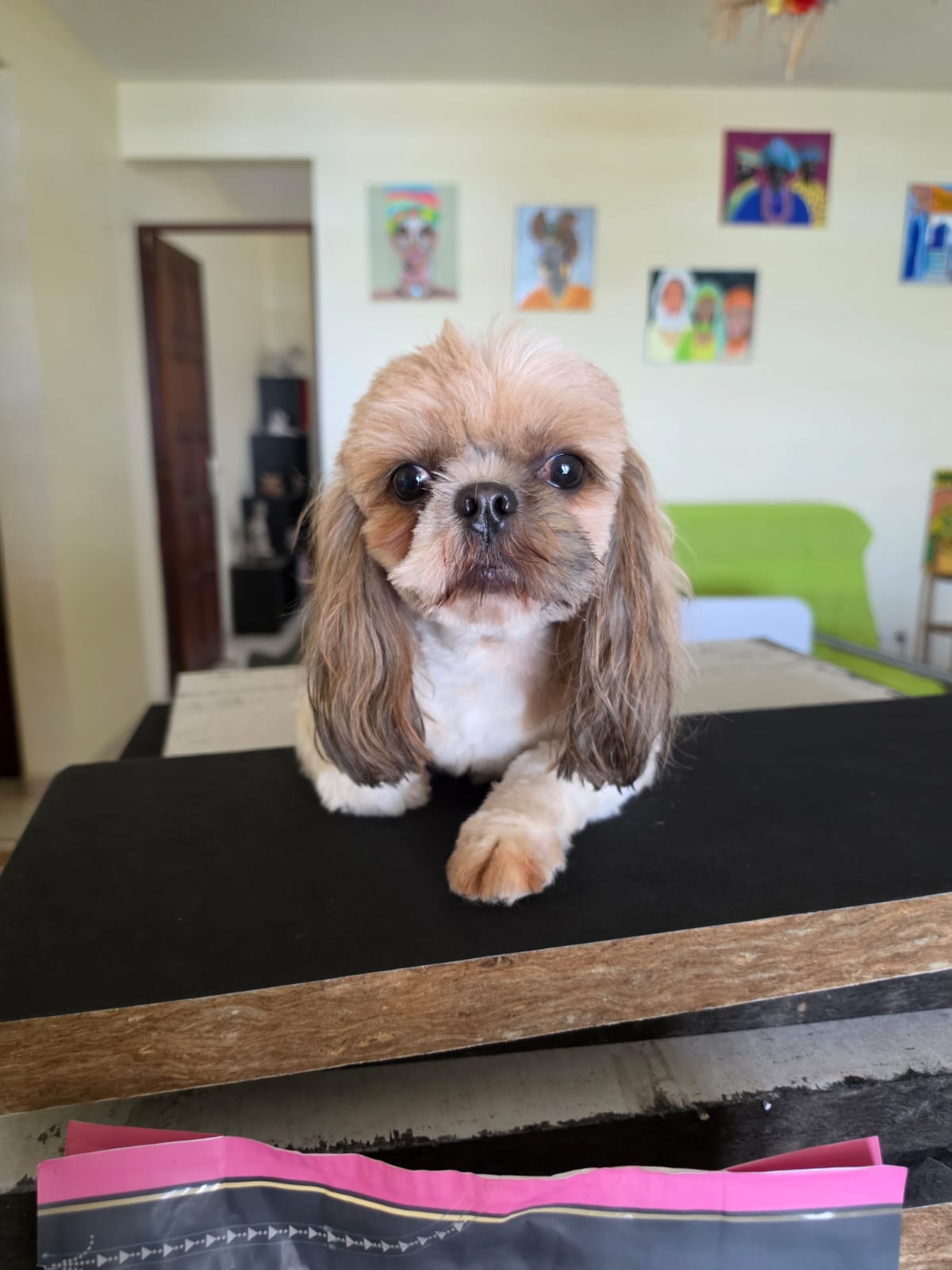 Chiens à adopter
